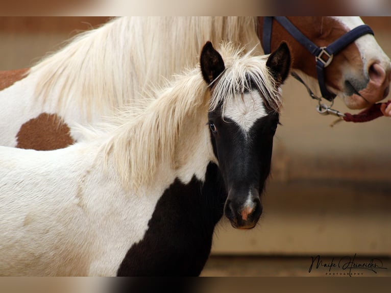 Islandais Étalon 2 Ans 145 cm Pinto in Fronreute