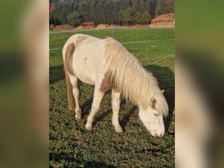 Islandais Étalon 2 Ans Gris (bai-dun) in Grabenstätt