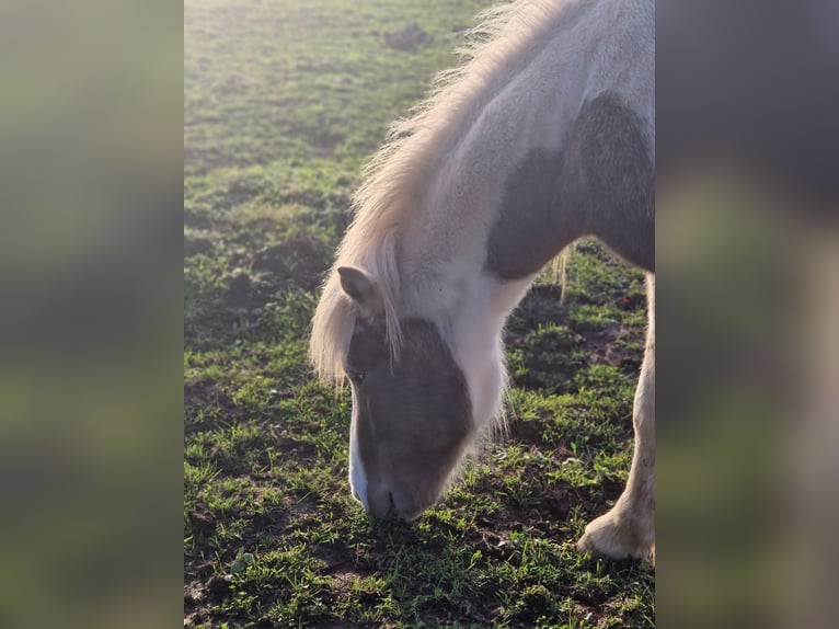 Islandais Étalon 2 Ans Gris (bai-dun) in Grabenstätt