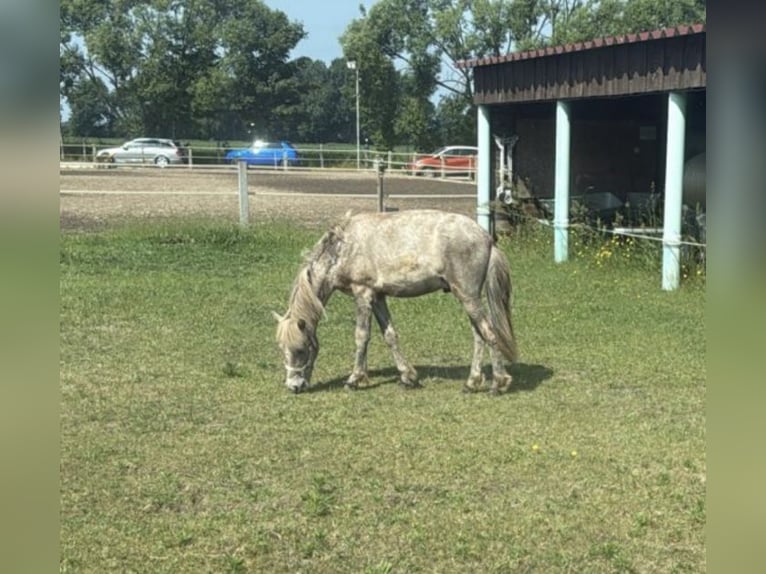 Islandais Étalon 2 Ans Gris pommelé in Zehlendorf
