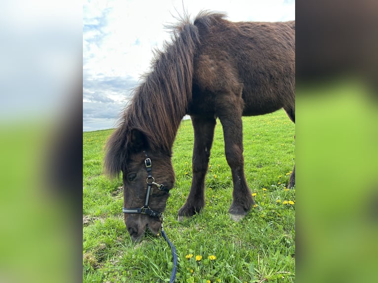 Islandais Étalon 2 Ans Noir in Eggenfelden