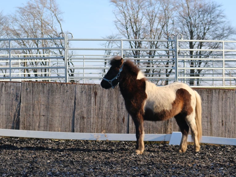 Islandais Étalon 2 Ans Pinto in Vierherrenborn