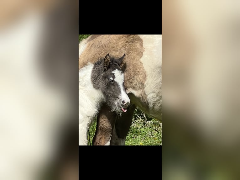 Islandais Étalon 2 Ans Pinto in Bad Hofgastein