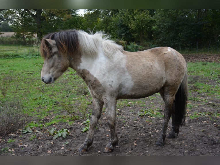 Islandais Étalon 3 Ans 139 cm in Blunk