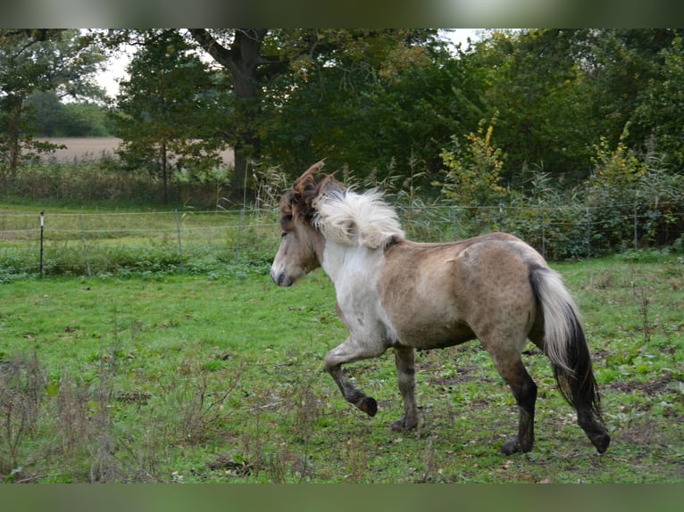 Islandais Étalon 3 Ans 139 cm in Blunk