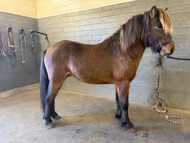 Islandais Étalon 3 Ans 140 cm Alezan brûlé in Vigra