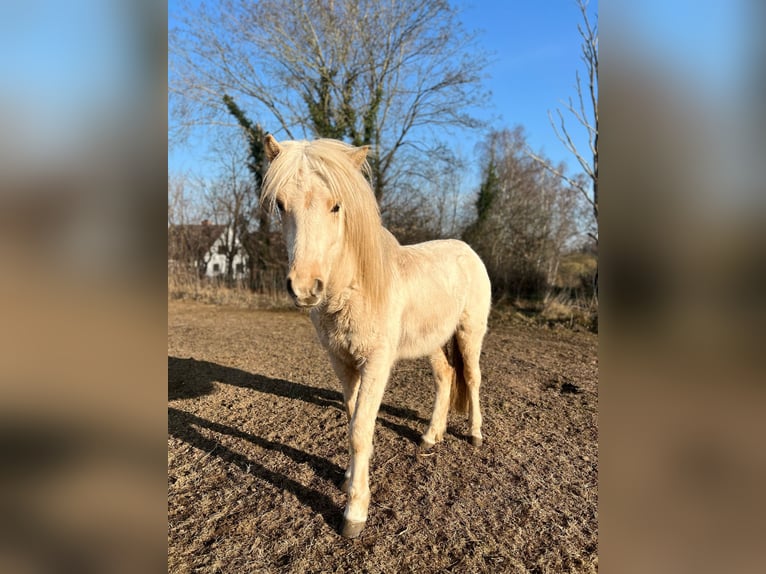 Islandais Étalon 3 Ans 144 cm  in Bosau