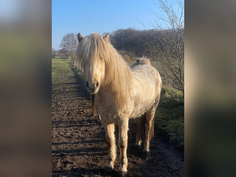 Islandais Étalon 3 Ans 144 cm  in Bosau