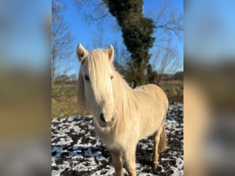 Islandais Étalon 3 Ans 144 cm  in Bosau