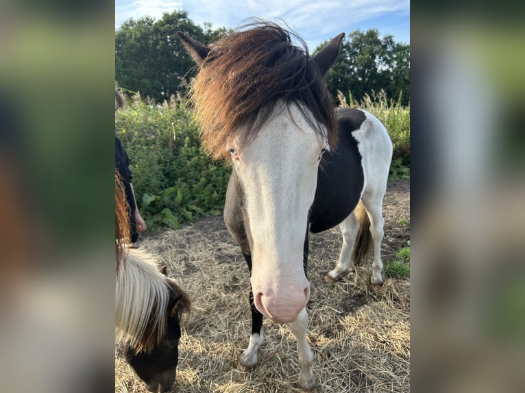 Islandais Étalon 3 Ans 145 cm Pinto in Lingen