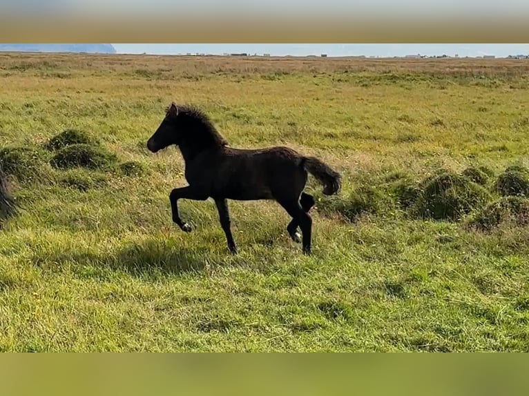 Islandais Étalon 3 Ans Bai cerise in Hvolsvöllur