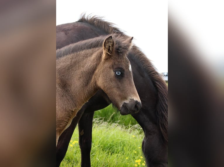 Islandais Étalon 3 Ans Bai cerise in Hvolsvöllur