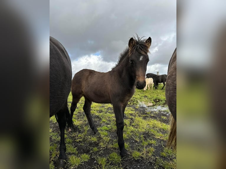 Islandais Étalon 3 Ans Bai cerise in Hvolsvöllur