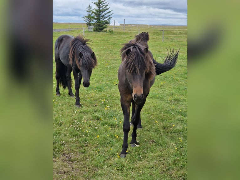 Islandais Étalon 3 Ans Bai cerise in Hvolsvöllur