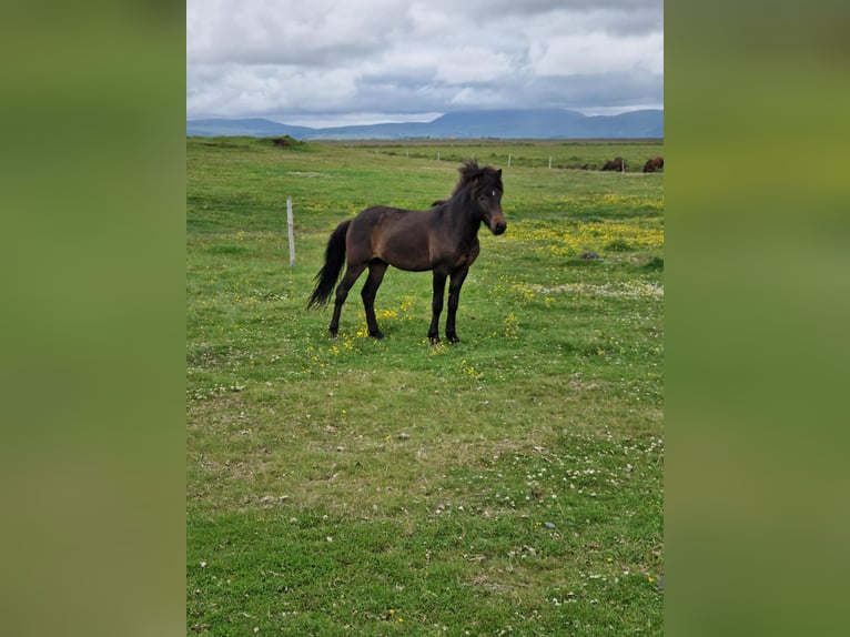 Islandais Étalon 3 Ans Bai cerise in Hvolsvöllur