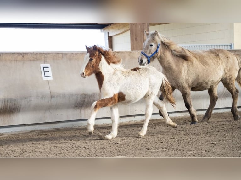 Islandais Étalon 3 Ans Pinto in Zweibrücken