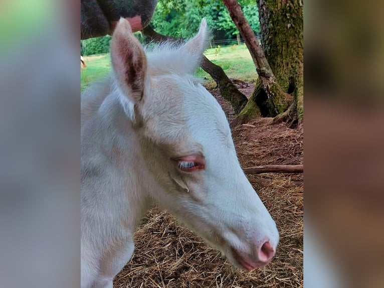 Islandais Étalon 4 Ans 130 cm Cremello in Saarland