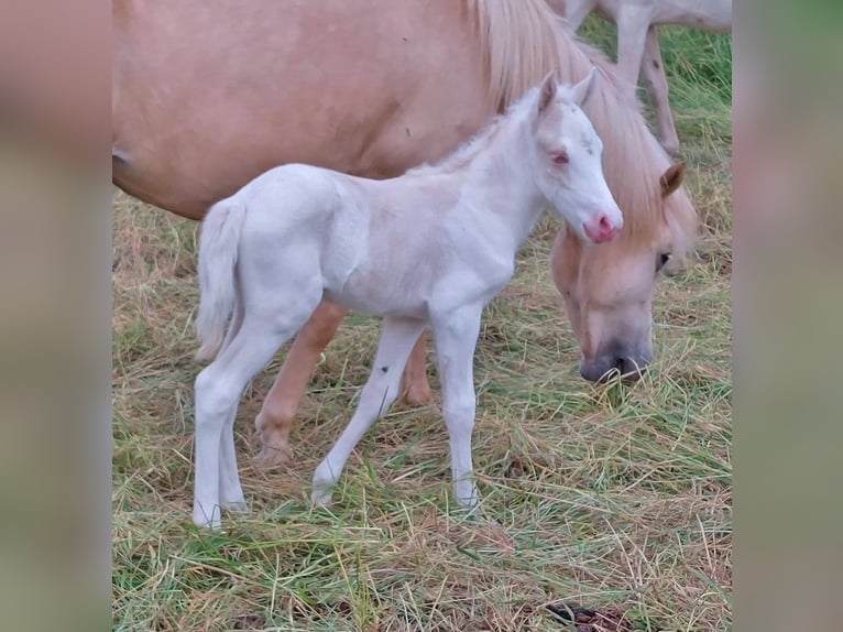 Islandais Étalon 4 Ans 130 cm Cremello in Saarland
