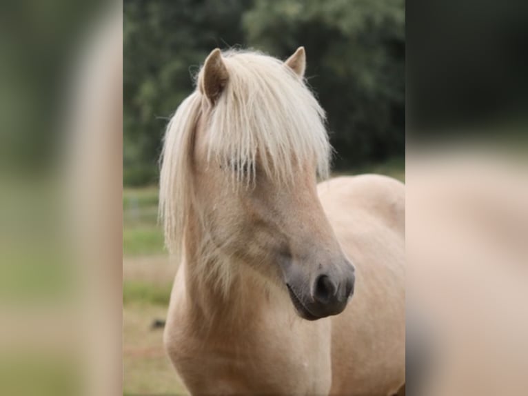 Islandais Étalon 4 Ans 140 cm Palomino in Ostenfeld