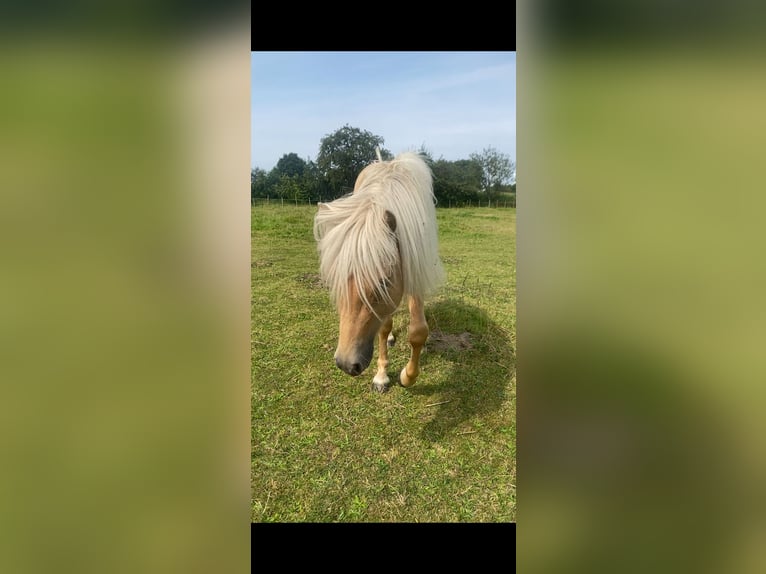 Islandais Étalon 4 Ans 140 cm Palomino in Ostenfeld