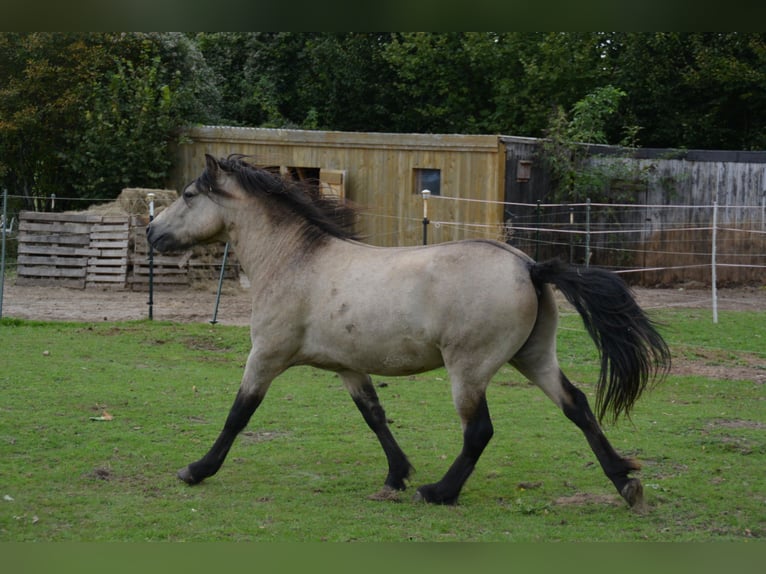 Islandais Étalon 4 Ans 142 cm in NehmsBlunk