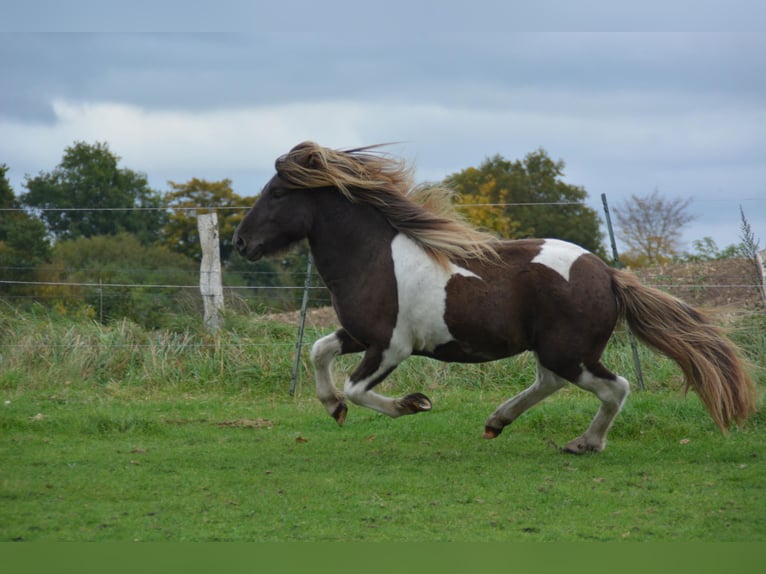 Islandais Étalon 4 Ans 142 cm Pinto in Blunk