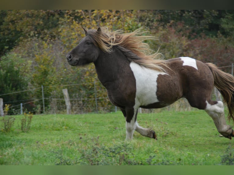 Islandais Étalon 4 Ans 142 cm Pinto in Blunk