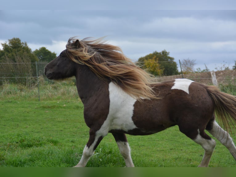 Islandais Étalon 4 Ans 142 cm Pinto in Blunk