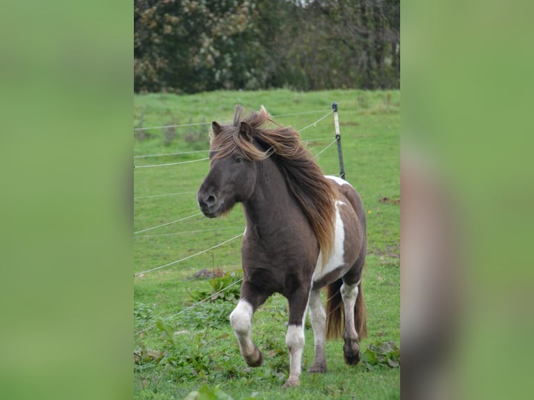 Islandais Étalon 4 Ans 142 cm Pinto in Blunk