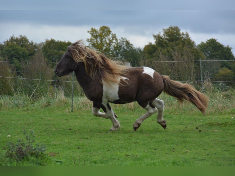 Islandais Étalon 4 Ans 142 cm Pinto in Blunk
