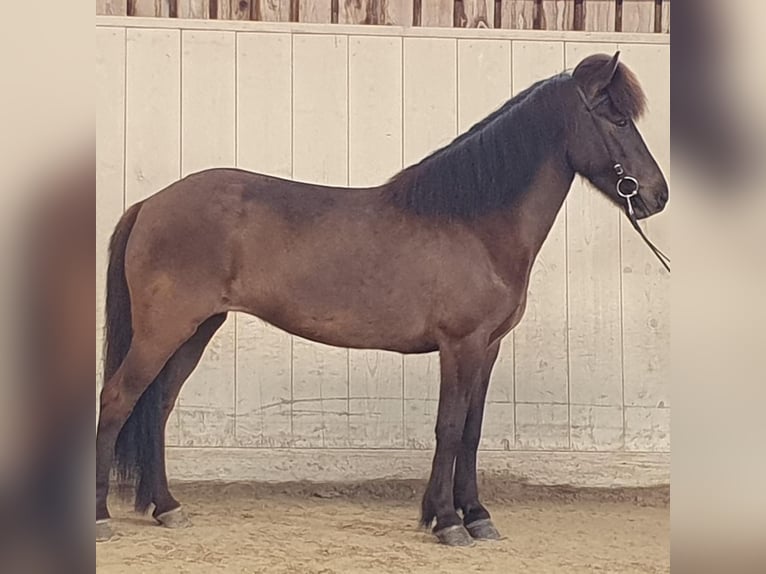 Islandais Étalon 4 Ans 145 cm Isabelle in Bergen (NH)