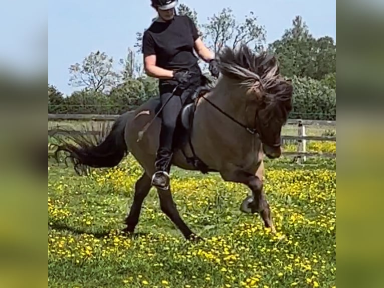 Islandais Étalon 4 Ans 145 cm Isabelle in Bergen (NH)