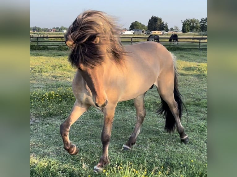 Islandais Étalon 4 Ans 145 cm Isabelle in Bergen (NH)