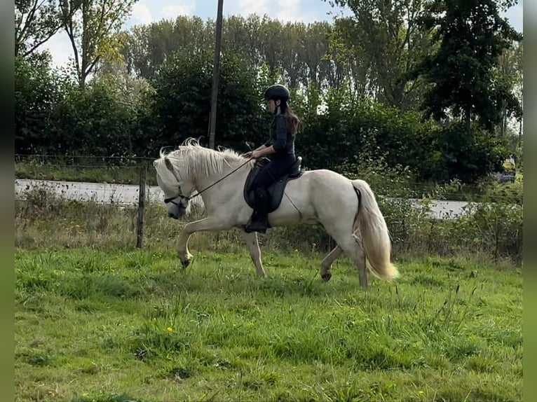 Islandais Étalon 4 Ans 146 cm Palomino in Wetteren