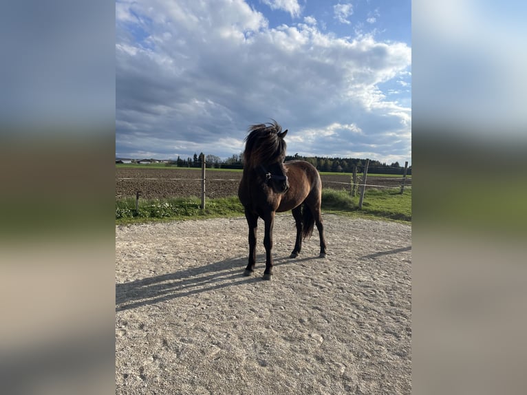 Islandais Étalon 4 Ans 147 cm Noir in Tacherting
