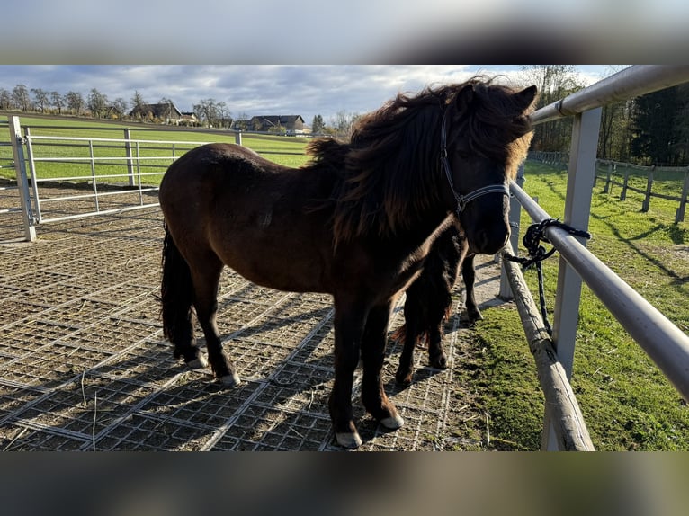 Islandais Étalon 4 Ans Noir in Zell an der Pram