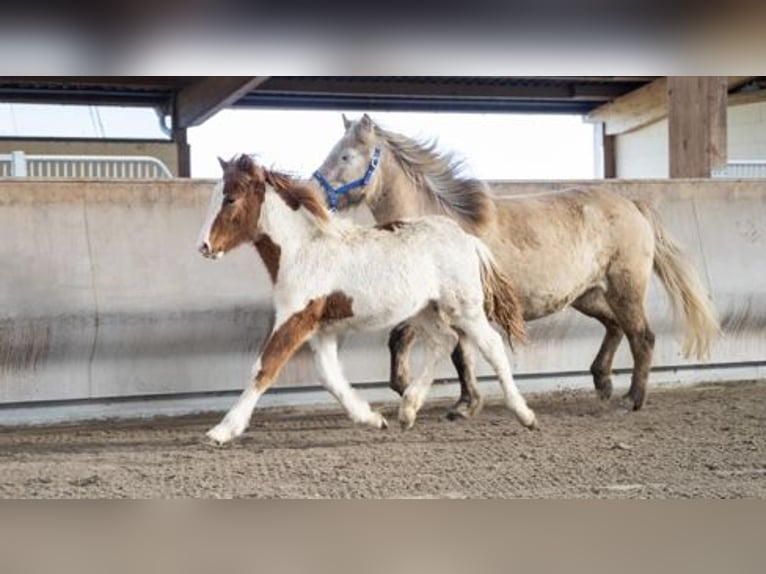 Islandais Étalon 4 Ans Pinto in Zweibrücken