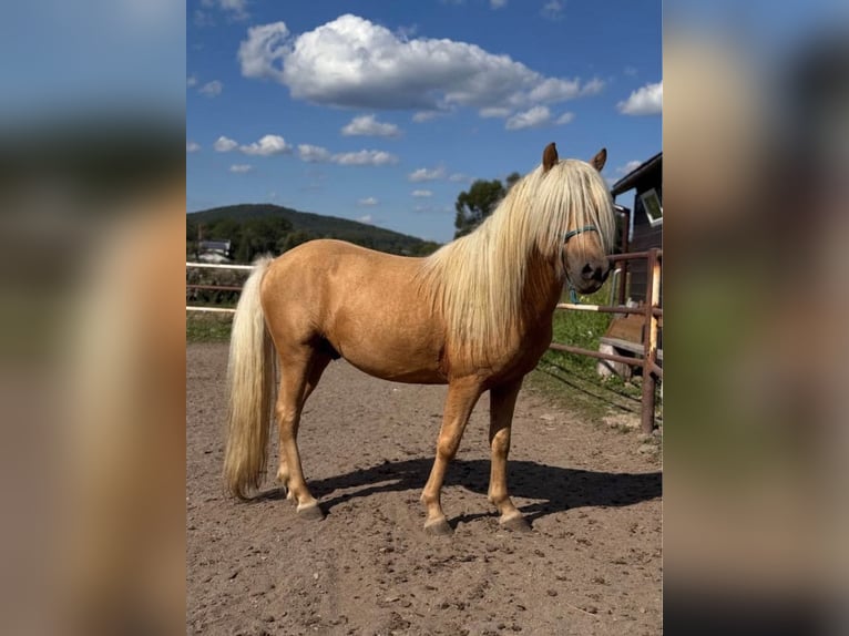 Islandais Étalon 5 Ans 129 cm Palomino in Jurowce