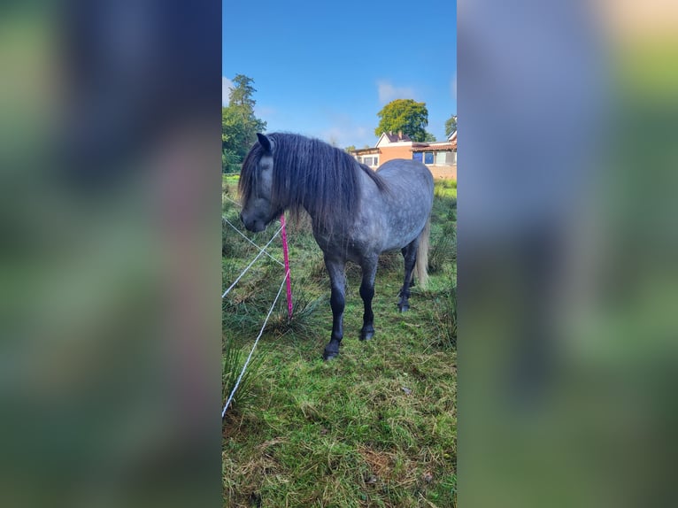 Islandais Étalon 5 Ans 135 cm Gris pommelé in Rhauderfehn