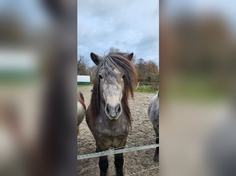 Islandais Étalon 5 Ans 135 cm Gris pommelé in Rhauderfehn