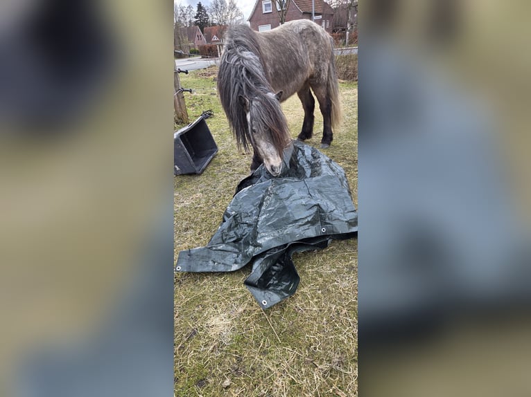 Islandais Étalon 5 Ans 135 cm Gris pommelé in Rhauderfehn