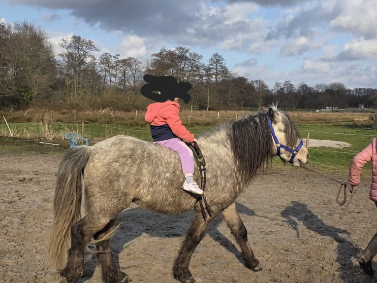 Islandais Étalon 5 Ans 135 cm Gris pommelé in Rhauderfehn