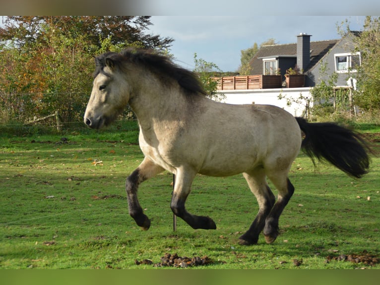 Islandais Étalon 5 Ans 142 cm in NehmsBlunk