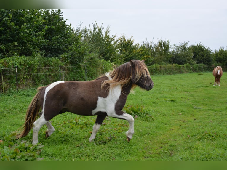Islandais Étalon 5 Ans 142 cm Pinto in Blunk
