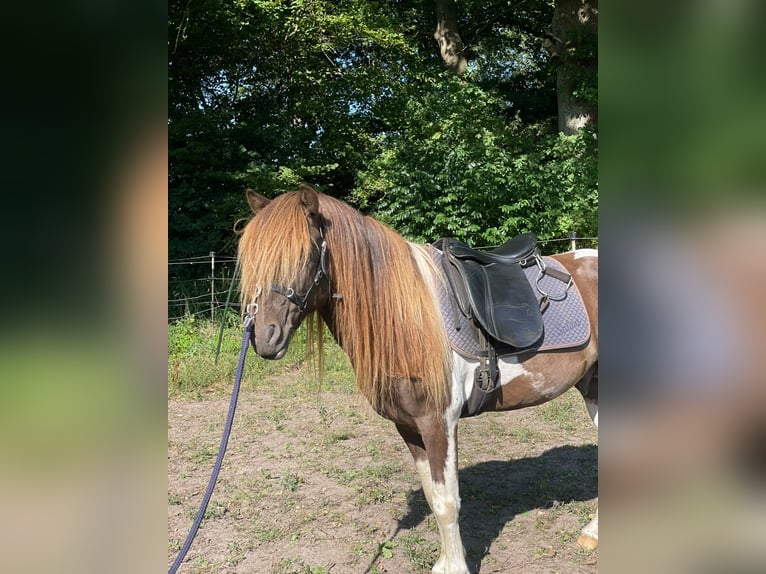 Islandais Étalon 5 Ans 142 cm Pinto in Blunk