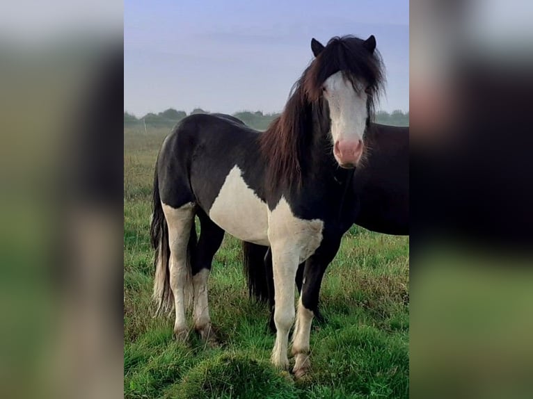 Islandais Étalon 5 Ans Pinto in Süd-Island