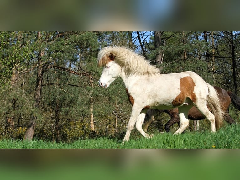 Islandais Étalon 6 Ans 139 cm Tovero-toutes couleurs in GOVEN