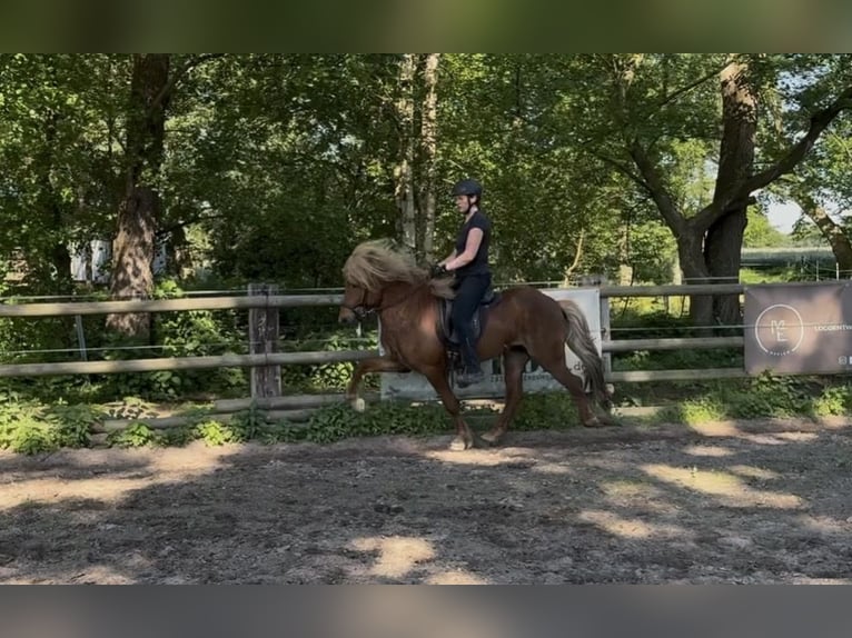 Islandais Étalon 6 Ans 141 cm Alezan in Lingen