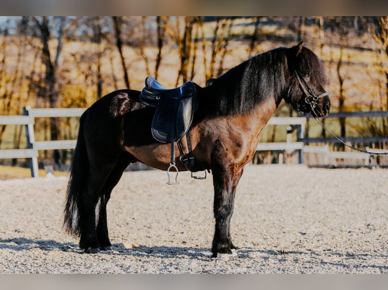 Islandais Étalon 6 Ans 145 cm Noir in Taufkirchen an der Trattnach