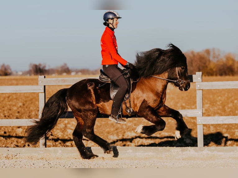 Islandais Étalon 6 Ans 145 cm Noir in Taufkirchen an der Trattnach